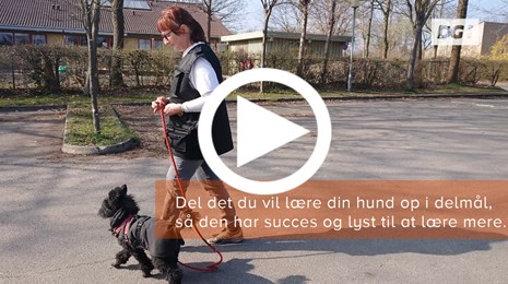 Hundeartikel - lær din hund at følge dig med playikon.png