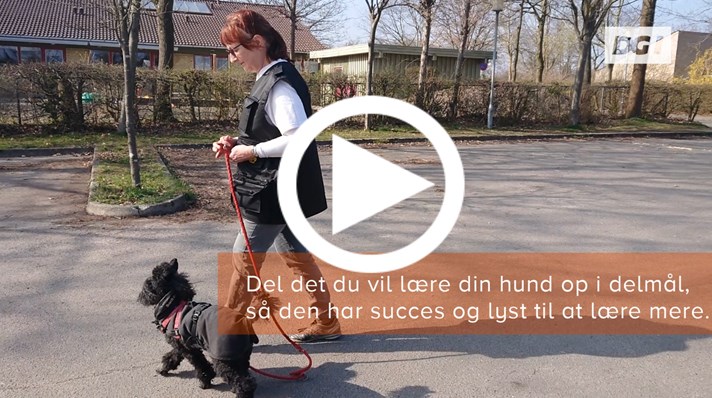 etisk Gå igennem Skulptur Video: Lær din hund at følge dig