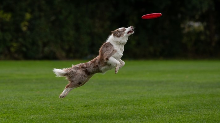Hund med Frisbee
