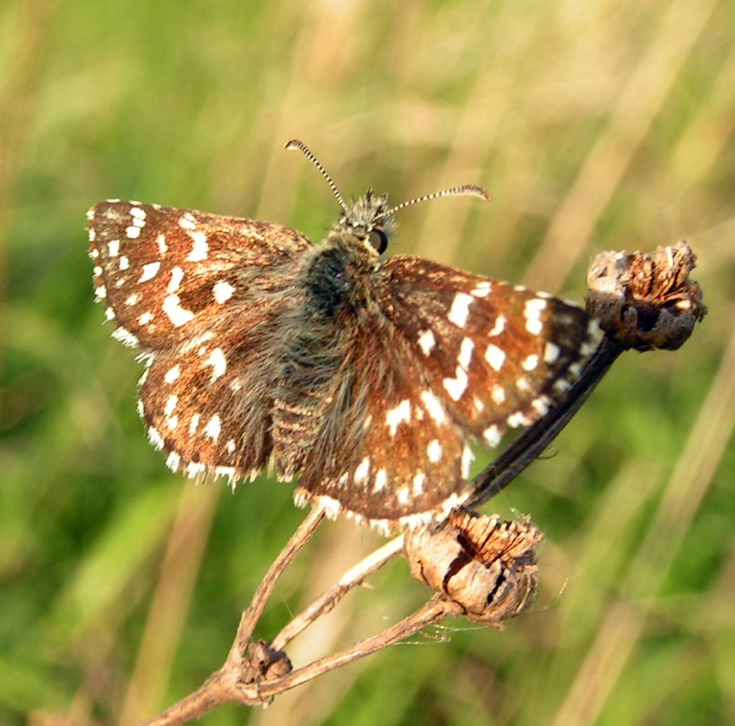 Den spættede bredpande er en af flere sjældne sommerfugle, der lever i Ulvshale Skov (Billede: Wikipedia)