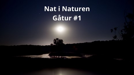 Nat i naturen #1