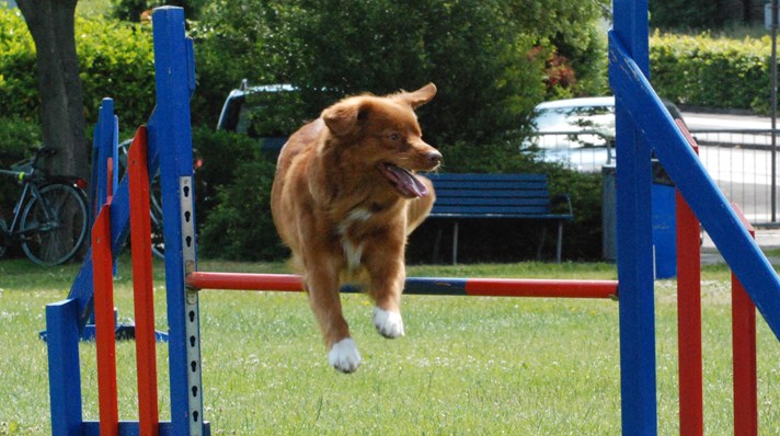 Agility - hund over forhindring